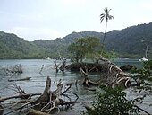 Подводни дървета Сапзуро, Колумбия