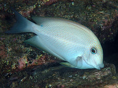 Ejemplar de C. striatus macho con la coloración de cortejo.