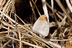 Borboleta de ponta escarlate (Colotis danae annae) macho underside.jpg