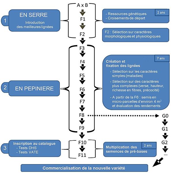 File:Schéma de sélection de variétés de lin.jpg