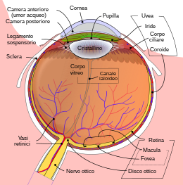 Schematic diagram of the human eye it.svg