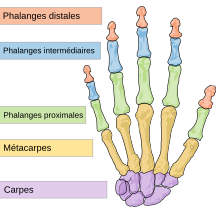 Scheme human hand bones-fr.svg