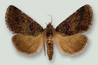 <i>Schinia saturata</i> Species of moth