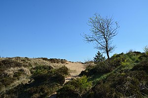 Schleswig-Holstein, Süderlügum, Naturschutzgebiet Süderlügumer Binnendünen NIK 2074.jpg