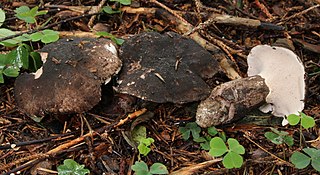 <i>Boletopsis</i> Genus of fungi