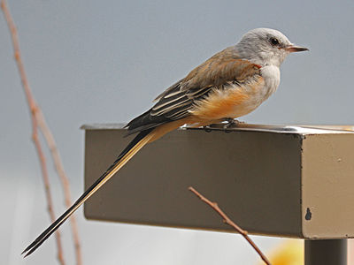 Tyran à longue queue (Tyrannus forficatus).