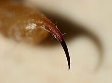 Primo piano (macrofotografia) della punta uncinata di un pungiglione di uno scorpione.