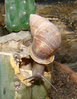 a snail crawling on cactus