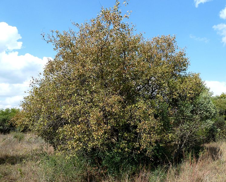 File:Searsia pyroides, habitus, Phalandingwe.jpg