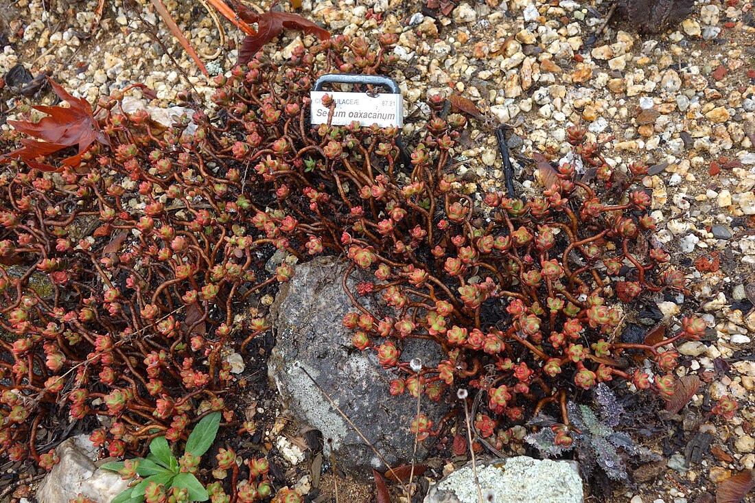 Sedum oaxacanum