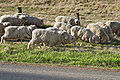 Sheep eating.jpg