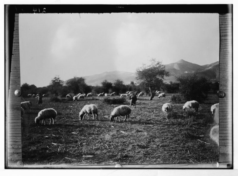 File:Sheep grazing in Jordan Valley. LOC matpc.05417.tif