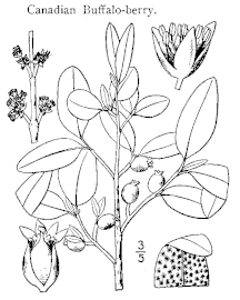 Drawing by Nathaniel Lord Britton (1913)