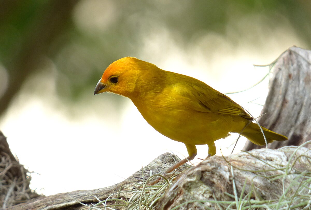 Canarios pajaros amarillos