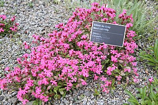 <i>Silene grayi</i> Species of flowering plant