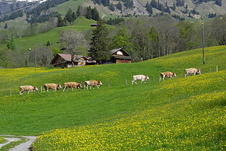 Als Almauftrieb, Alpaufzug ode