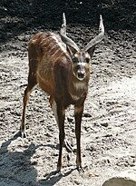 Tragelaphus spekii-en irudi txikia