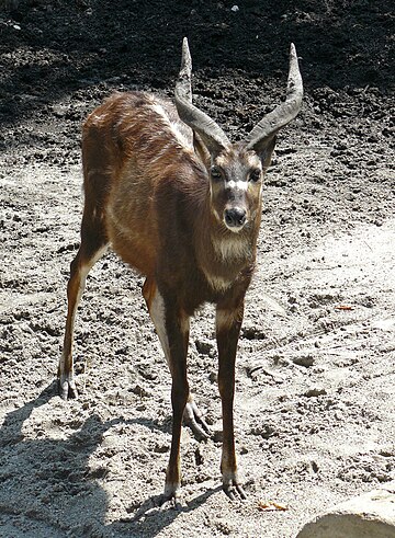 Sitatunga