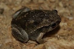 Description de l'image Slender-digit Chorus Frog (Kaloula picta)3.jpg.