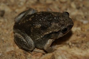 Bilde Beskrivelse Slankesifret Chorus Frog (Kaloula picta) 3.jpg.