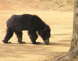 Жалқау bear.jpg