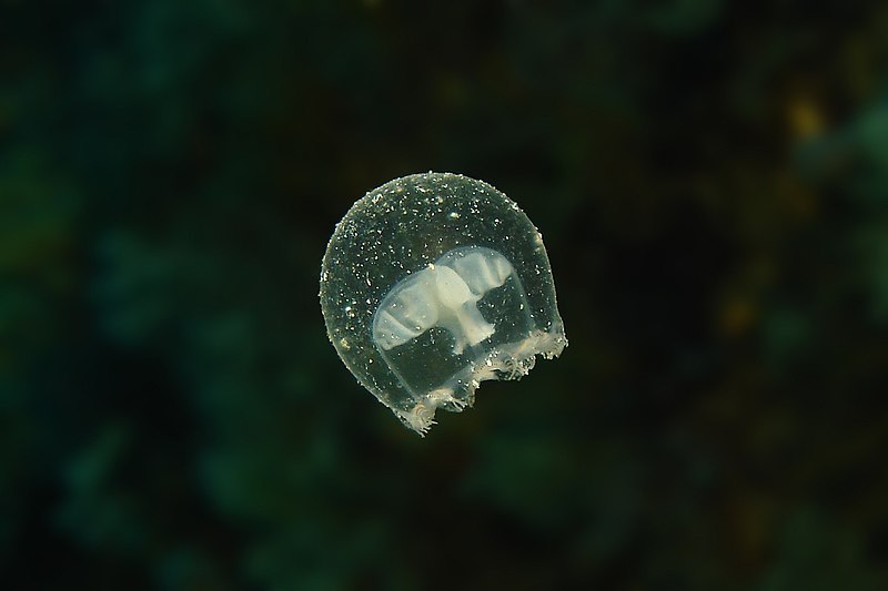 File:Smallest Jelly (33004357).jpeg