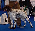 Munsterlander, Small, liver roan