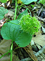 Kvetoucí bylinný druh Smilax herbacea