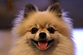 Smiling tan Pomeranian.