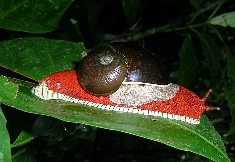 File:SnailWynaad.jpg