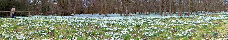 File:Snowdrop Carpet, Welford 2015 - geograph.org.uk - 4363105.jpg