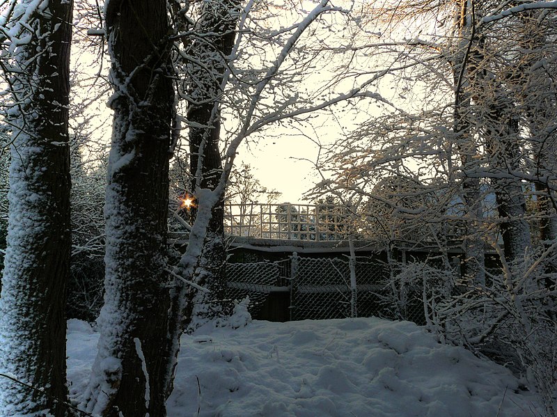 File:Snowy Trees - panoramio.jpg