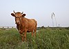 So (Korean cattle).jpg