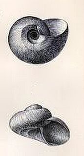 <i>Solariella nuda</i> species of mollusc
