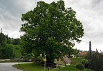 Large lime tree in Gossen, Gossener Linde