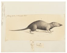 Sorex platycephalus - 1700-1880 - Print - Iconographia Zoologica - Special Collections University of Amsterdam - UBA01 IZ20900129.tif