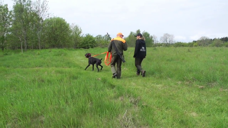 File:Specialized hunter of the Danish "Schweiss-registret" 04.png