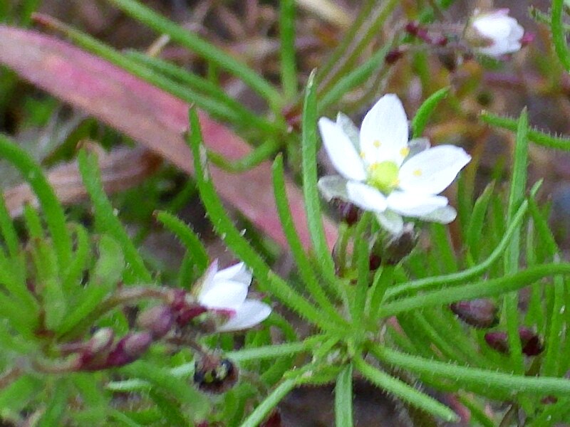 File:Spergula arvensis Enfoque 2009-3-19 DehesaBoyaldePuertollano.jpg