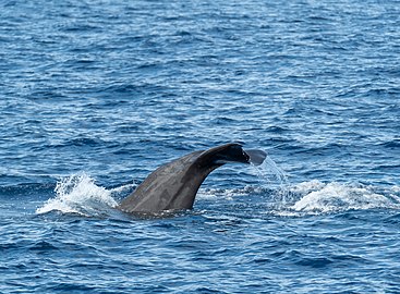 Sperm whale (Physeter macrocephalus) diving, São Miguel Island, Azores, Portugal