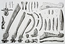 Elements of the holotype specimen of Spinosaurus aegyptiacus, as illustrated by Ernst Stromer in 1915 Spinosaurus holotype.jpg