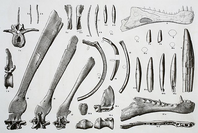 Plate I in Stromer (1915) showing S. aegyptiacus holotype elements