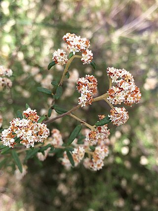 <i>Spyridium riparium</i> Species of shrub