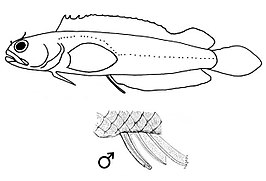 Starksia lepidogaster