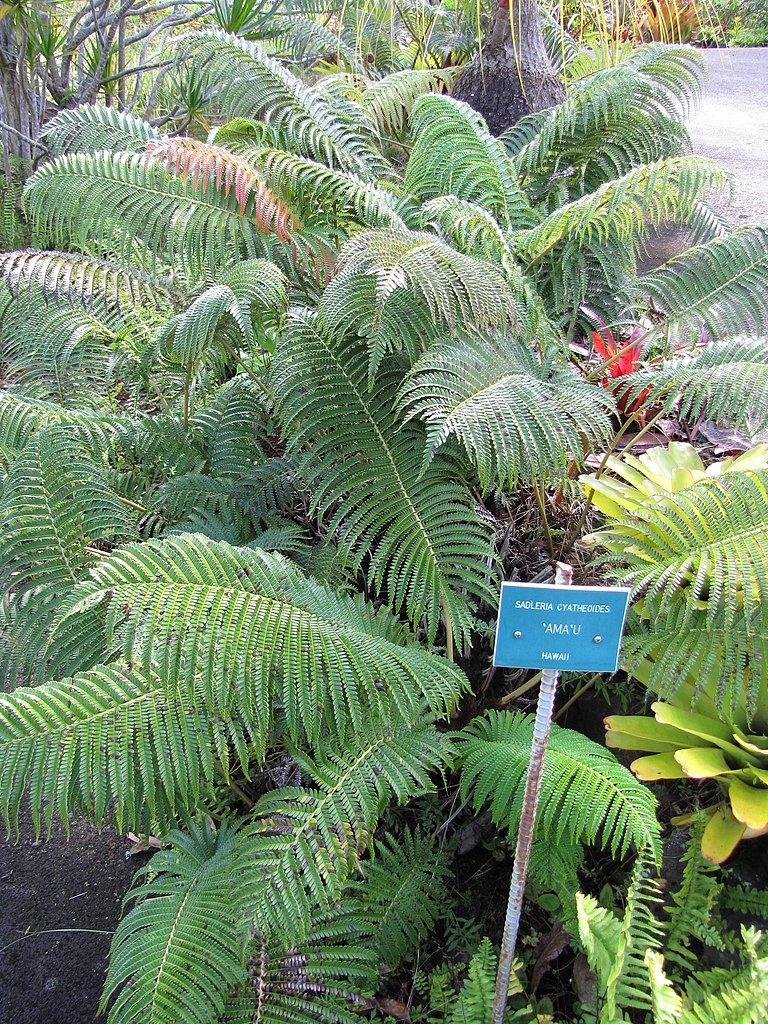 File Starr 110307 2078 Sadleria Cyatheoides Habit Kula Botanical