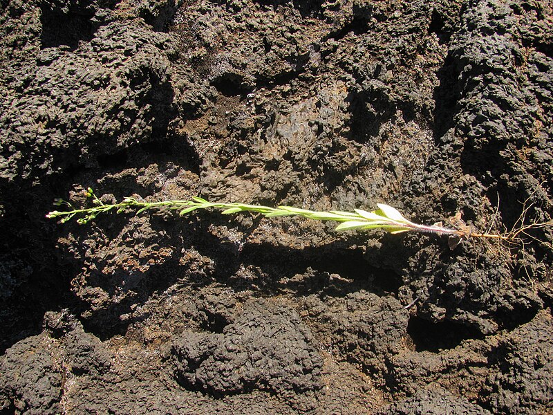 File:Starr-140916-4987-Conyza bonariensis-flowering habit-East of Red Flow HNP-Maui (24615694964).jpg