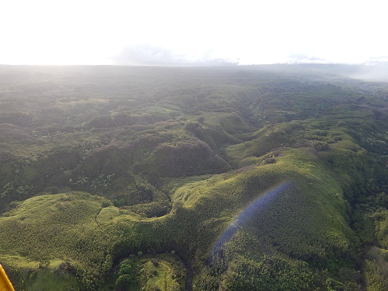 File:Starr-141014-2173-Phyllostachys nigra-aerial view-Haiku-Maui (24620368363).jpg