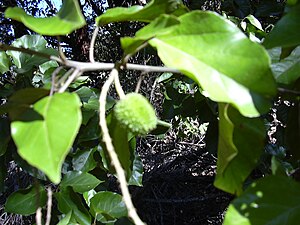 Croton guatemalensis