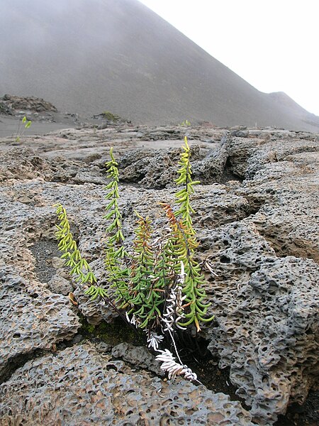 File:Starr 051003-4605 Pellaea ternifolia.jpg