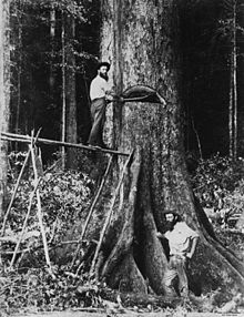 Two lumberjacks at work on a tree on the Atherton Tableland, Queensland, Australia, 1890-1900 StateLibQld 1 89188 Two timber workers felling a tree on the Atherton Tableland, 1890-1900.jpg