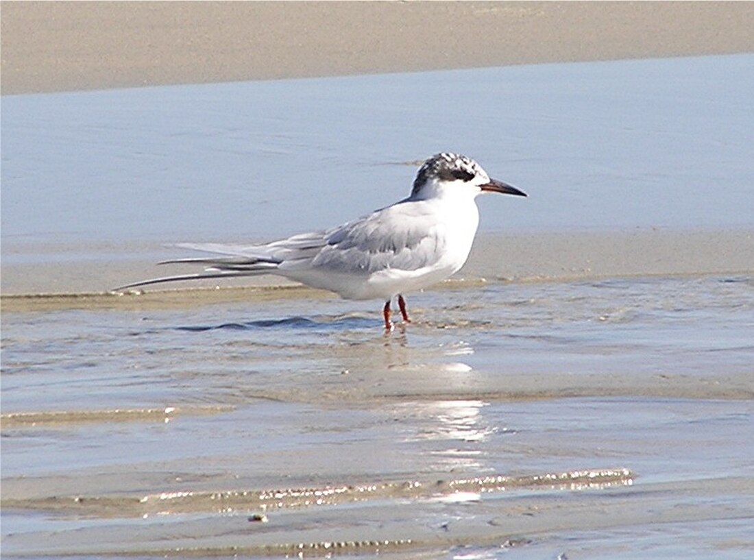 Charadriiformes